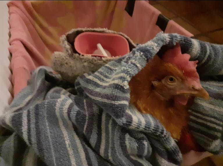 Biscuit the hen