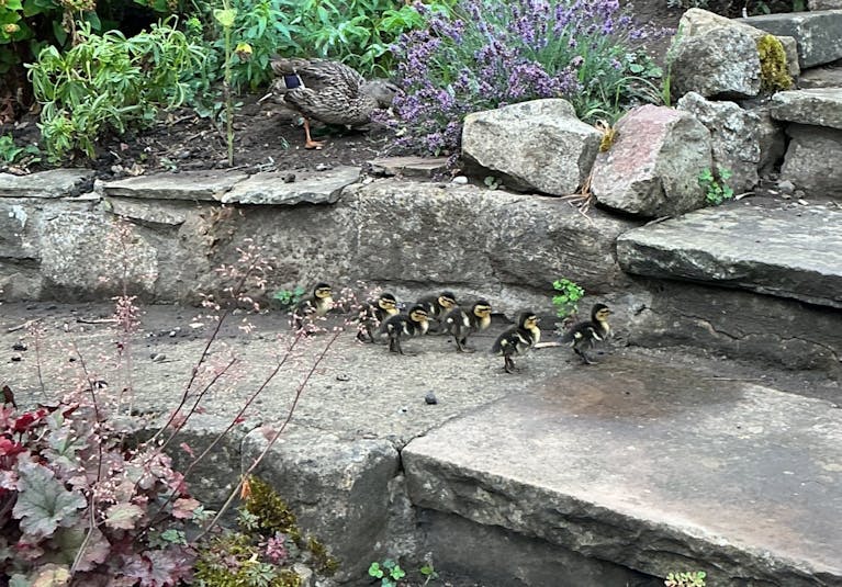 Brood of ducklings