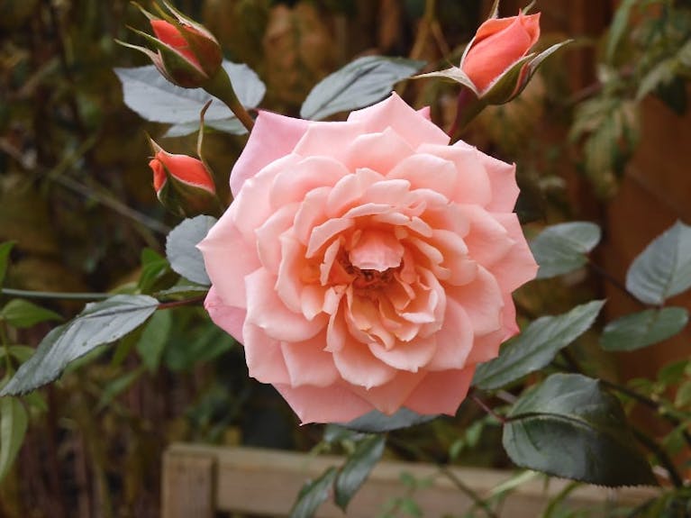 A pink rose