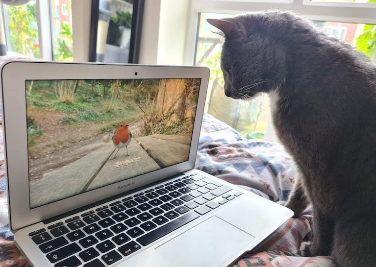 Black-grey cat sits on a bed, watching a video of a robin via a laptop