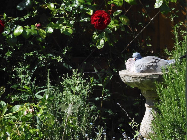 Pigeon in bird bath in Forumite's garden