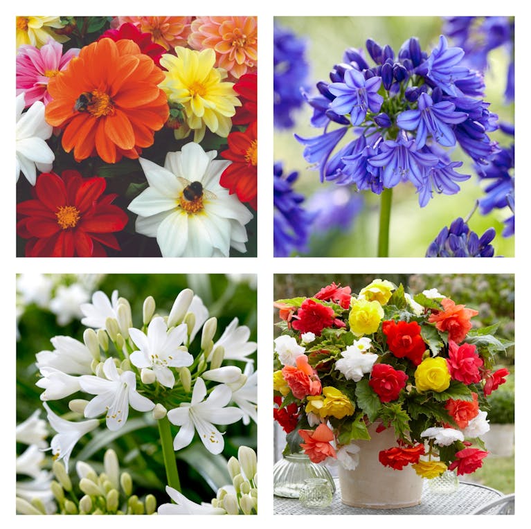 summer plants