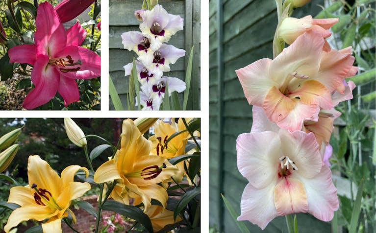 A collage of four pictures: lilies and gladiolus in a range of colours including yellow, deep pink, peach and white