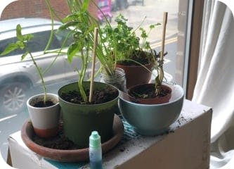 igd-plant-Miriam.jpg