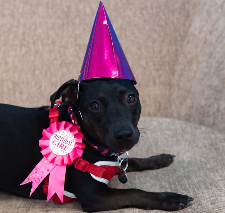A black dog wearing a pink party hat and pink 'birthday girl' rosette