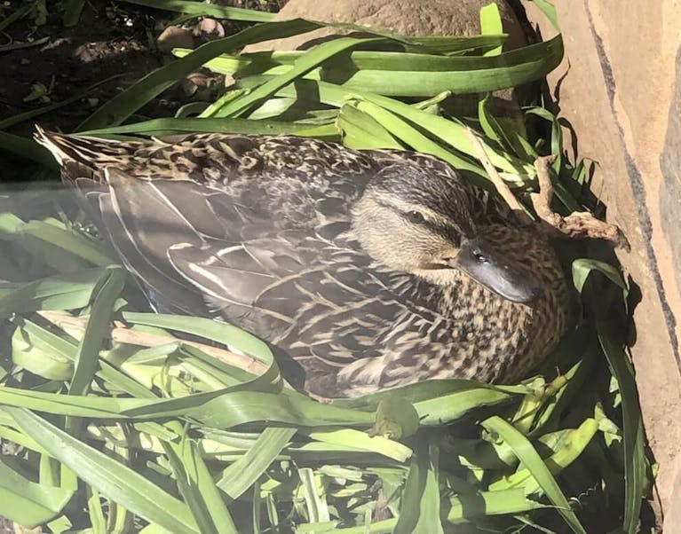 Daphne the duck