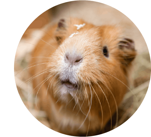 img4-12902-Pet-blog.png