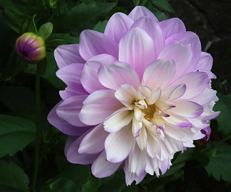 Close up of a lilac and white dahlia in full bloom