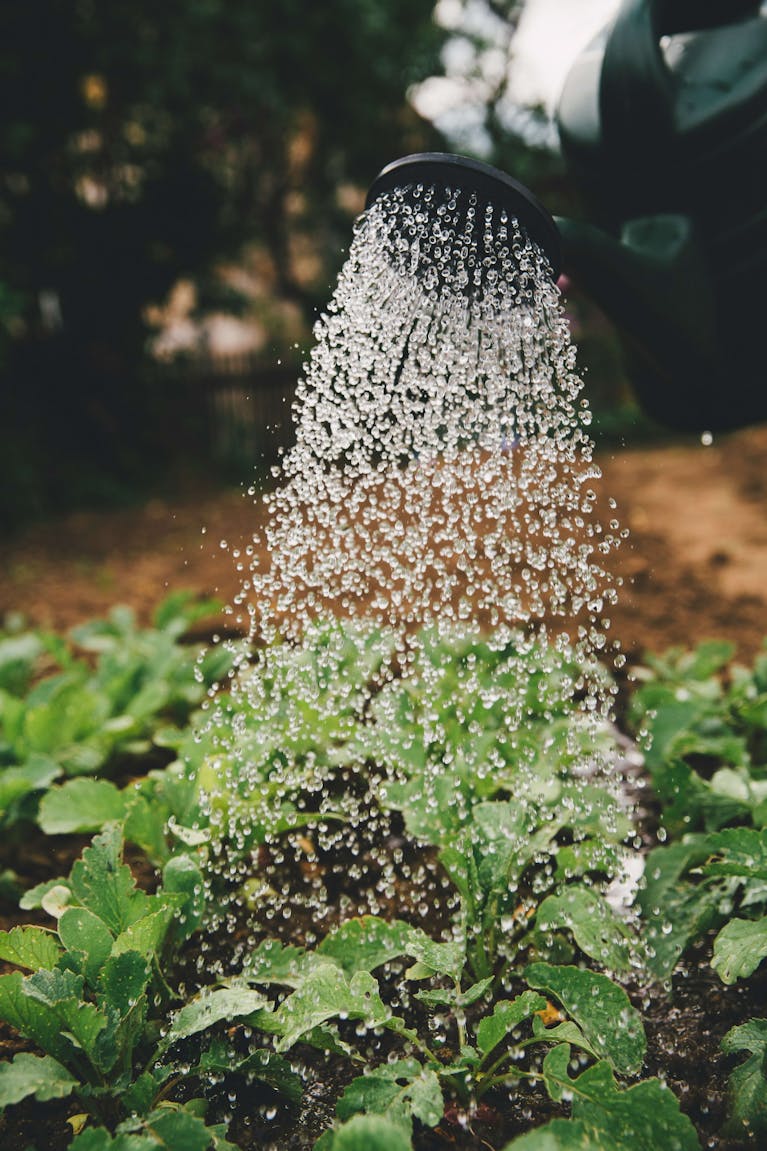Watering can