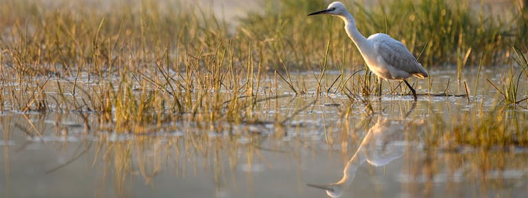 Image showing bird at a wetland centre