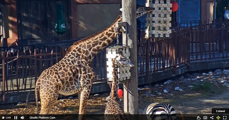Virtual-globe-trotting-houston-zoo.png