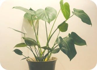 igd-plant-Julia.jpg