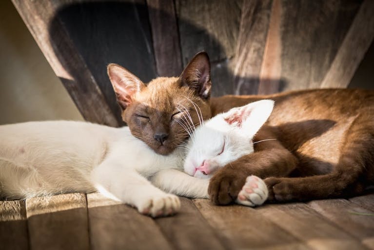 A brown cat and a white cat sleeping intertwined