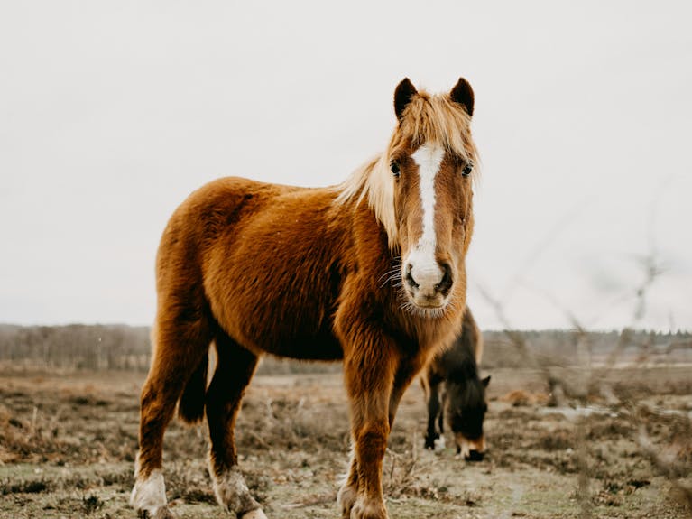 New Forest ponies grazing