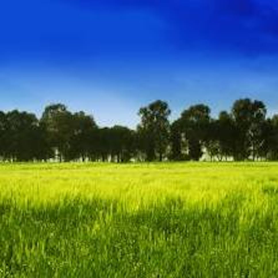 greenfields