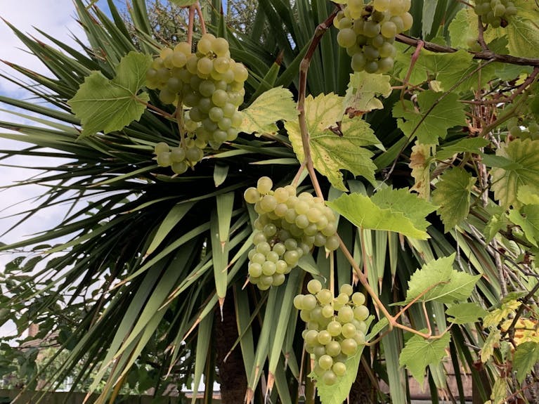 Grapes on a vine