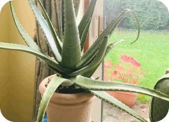 igd-plant-Jules.png
