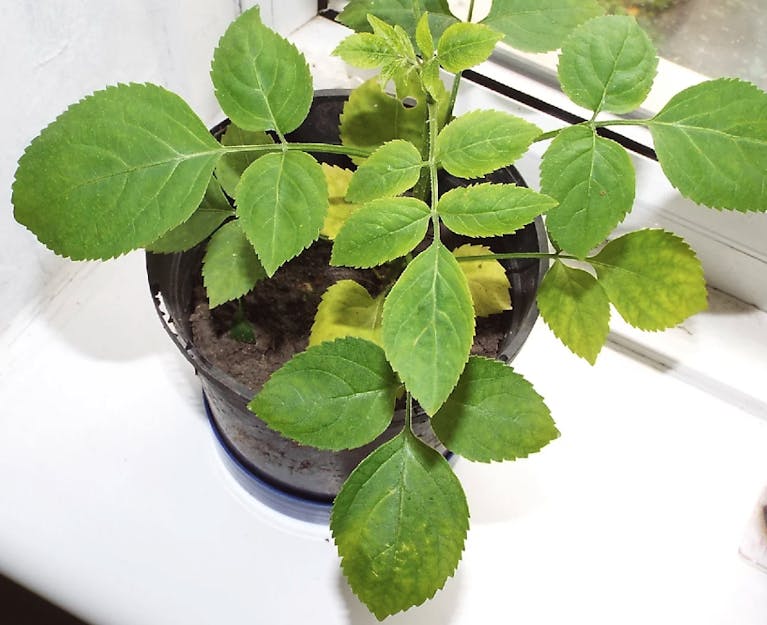 A green leafy houseplant in a black pot