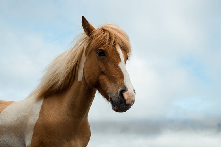 horse.jpg