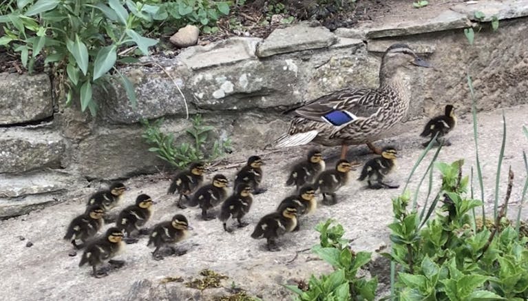 Duck and ducklings