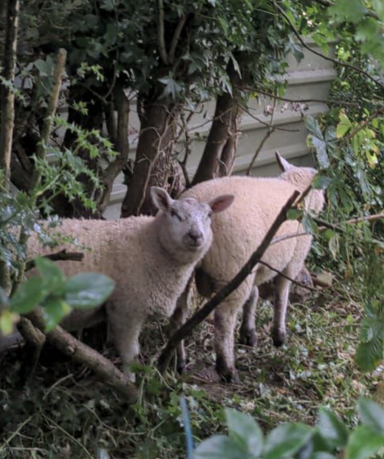 forum-sheep-garden.png
