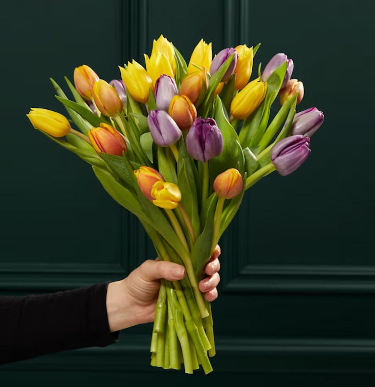 A person's hand holding a bouquet of multi coloured tulips