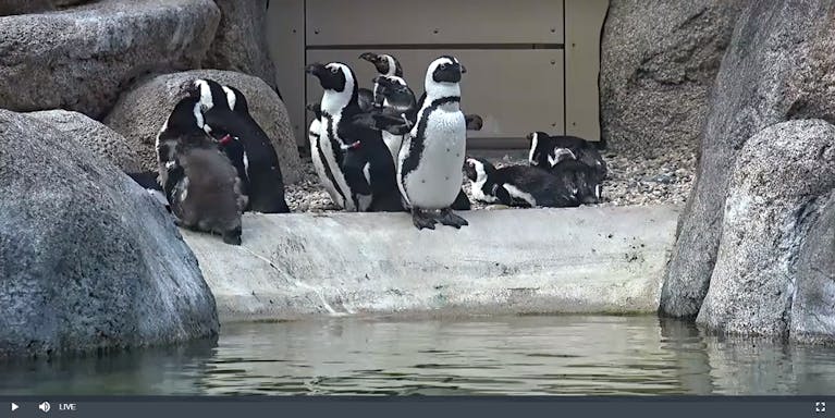 Virtual-globe-trotting-penguins.png