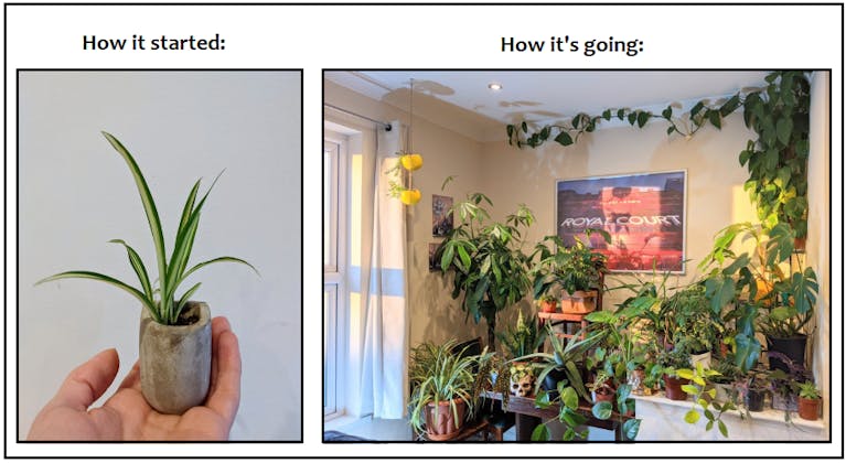 houseplants-how-its-going.png