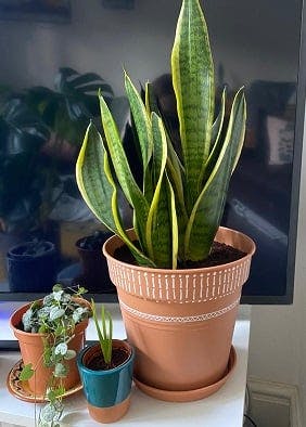 houseplants-mary-tippex-pot.jpeg