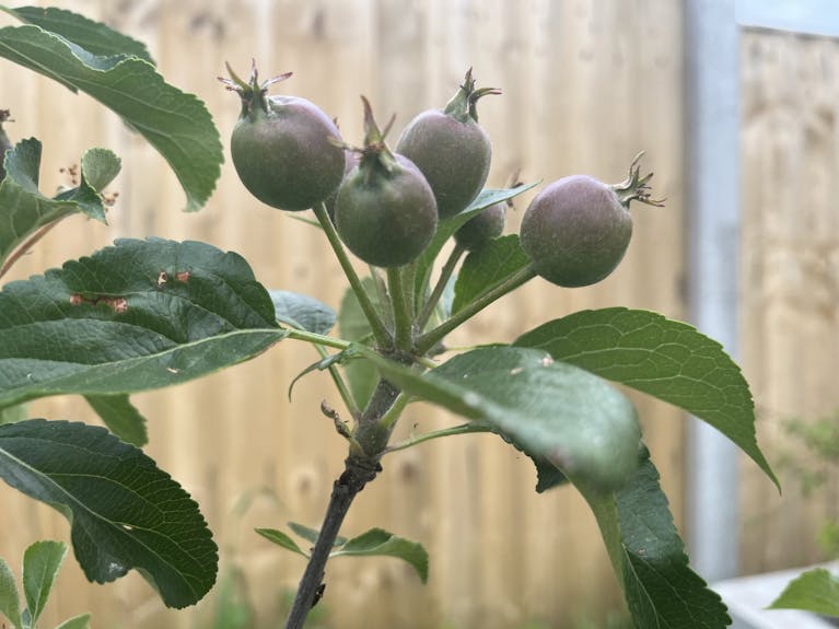 Miniature apple tree