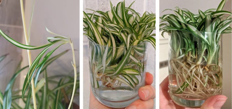 houseplants-spider-collage.png
