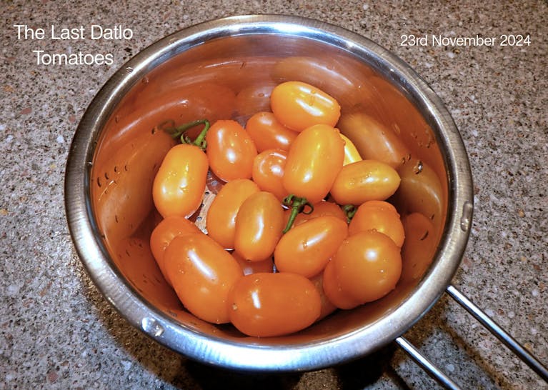 Datlo tomatoes in a bowl