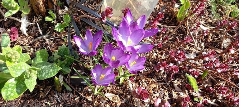 Late winter flowers