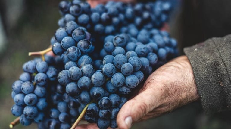 Grapes for wine-making