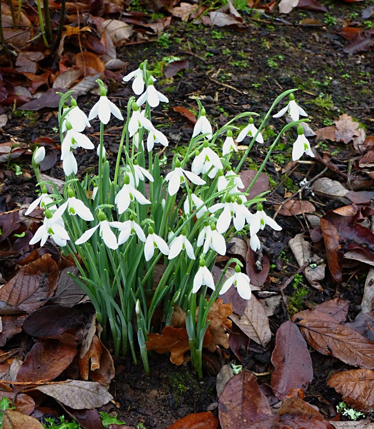 Snowdrops