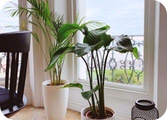 igd-plant-Chris.jpg