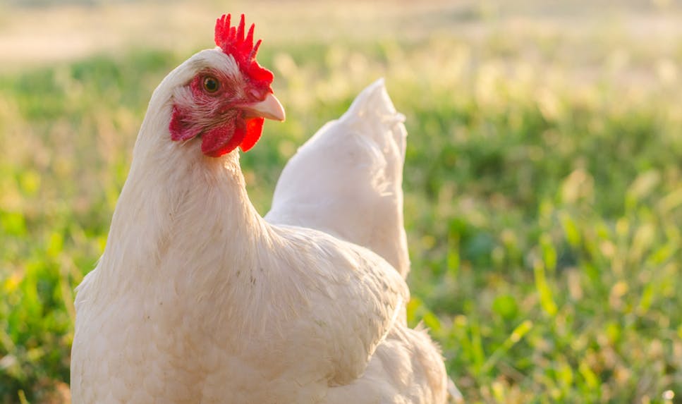 chicken.jpg