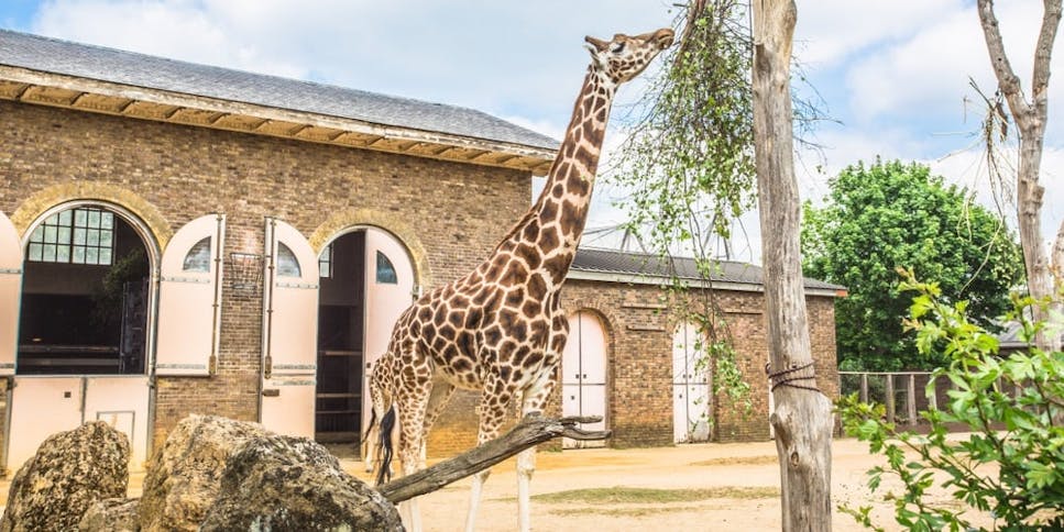 Zoo-giraffe.jpg