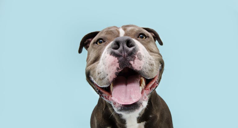 An American bulldog with tongue stuck out, against a plain pale blue background