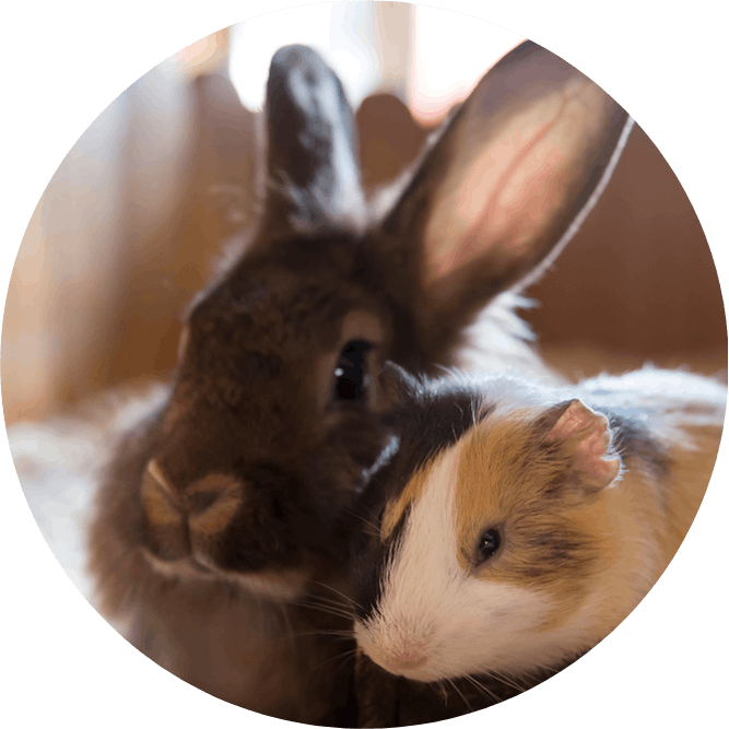 igd-circle-pet-insurance-rabbit-guinea-pig.png