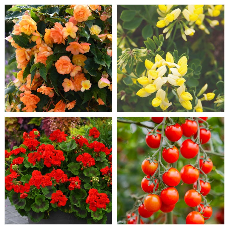 Four images of flowers and tomatoes