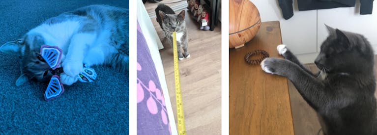 cat-toys-hairband-tape-measure.png