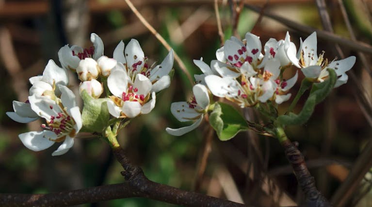 A close-up of clusters of white pear blossom