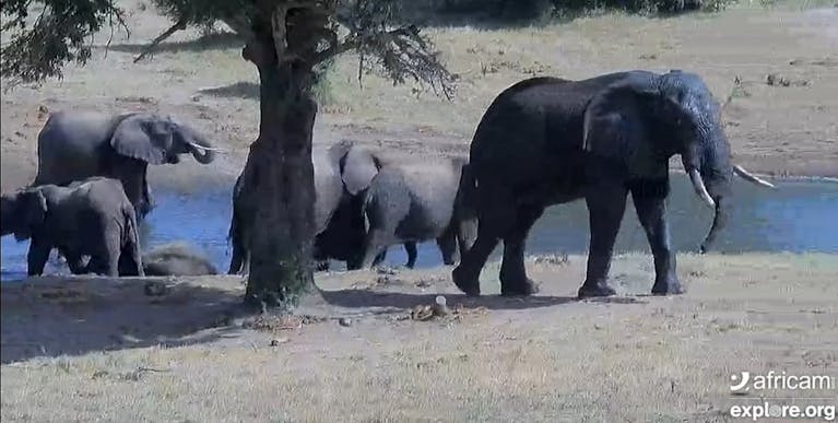 Virtual-globe-trotting-africa-elephants.jpg