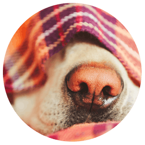 img-doggo-blanket.png