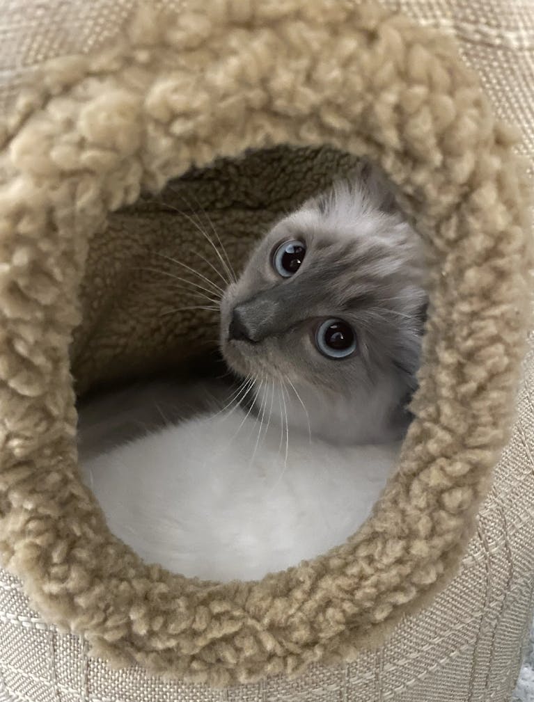 A grey and white kitten with blue eyes