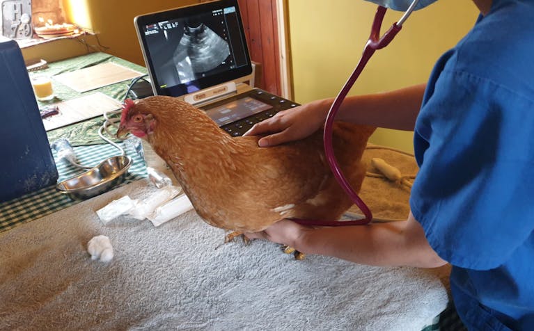 hen-ultrasound-forum.png