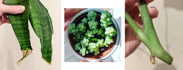 houseplants-propagation-by-leaf-or-stem.png