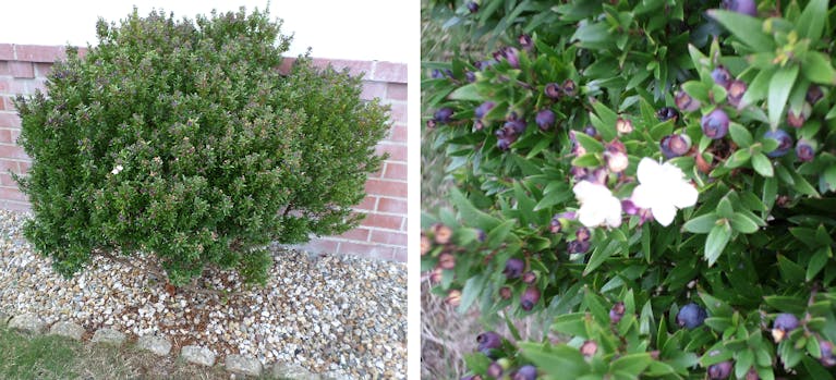 A green shrub with purple berries and white blossoms
