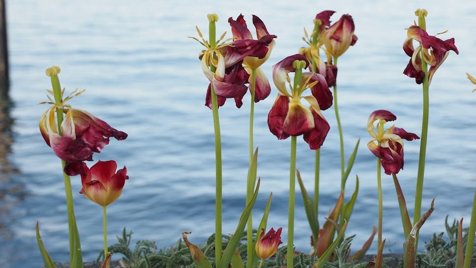 tulip-plants-hero.jpg